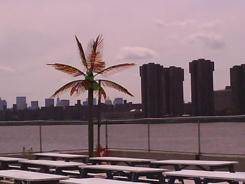 palm tree queens new york